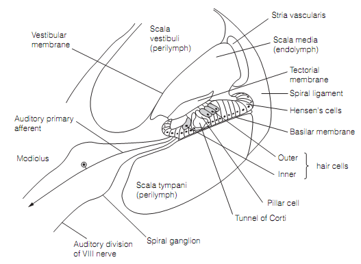 1462_Inner ear anatomy 1.png